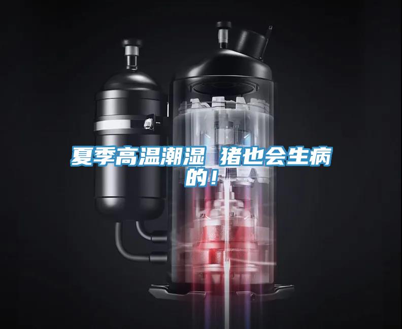 夏季高溫潮濕 豬也會生病的！