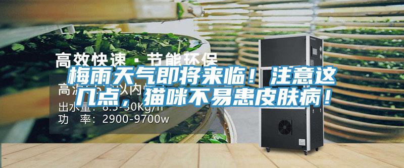 梅雨天氣即將來臨！注意這幾點，貓咪不易患皮膚?。?/></p>
                            <p style=