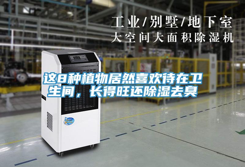 這8種植物居然喜歡待在衛生間，長得旺還除濕去臭