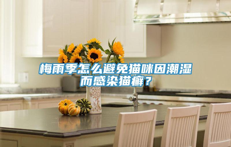 梅雨季怎么避免貓咪因潮濕而感染貓癬？