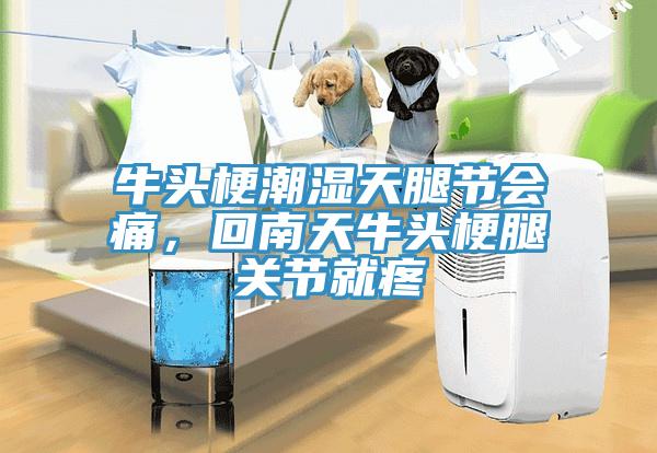 牛頭梗潮濕天腿節會痛，回南天牛頭梗腿關節就疼