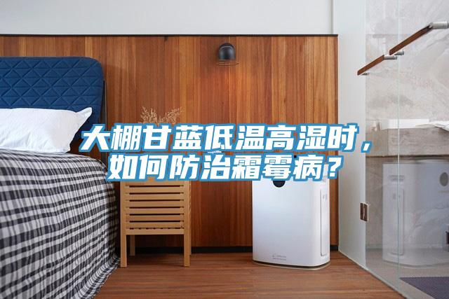 大棚甘藍低溫高濕時，如何防治霜霉病？